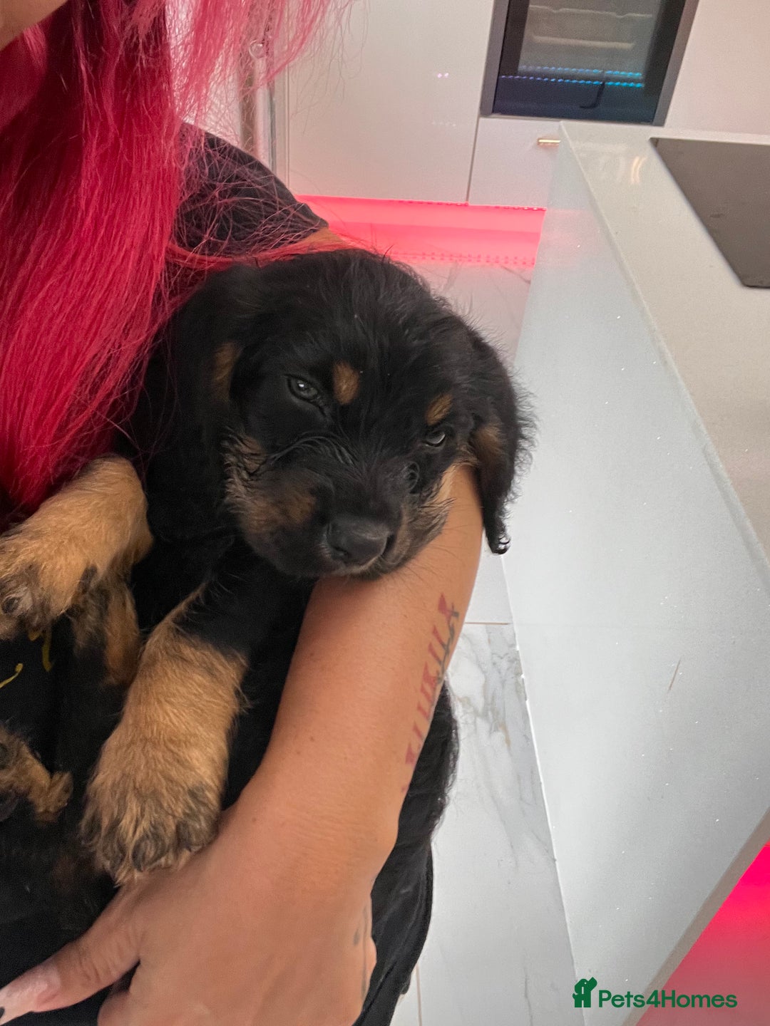 Mixed Breed dogs for sale: Bassett hound x - Image 1