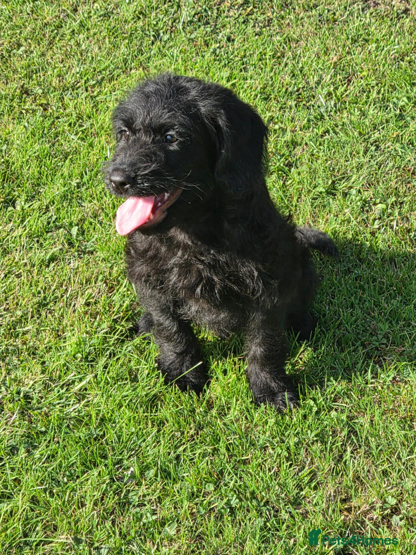 Labradoodle dogs Miniature F1 labradoodles - Advert 8