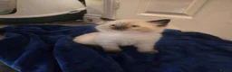 Ragdoll cats for sale: Colour point kittens  - Advert 7