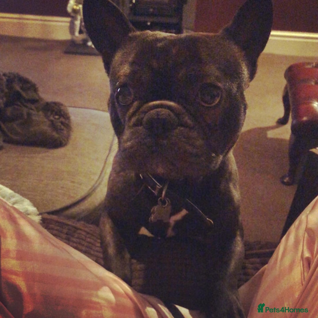 French Bulldog dogs for sale: Rehoming - 8 year old French Bulldog - Image 6