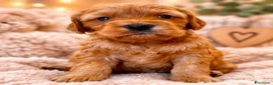 Cockapoo 1