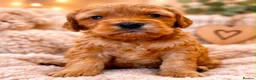 Cockapoo dogs for sale: Beautiful f1 cockapoo puppies  - Advert 3