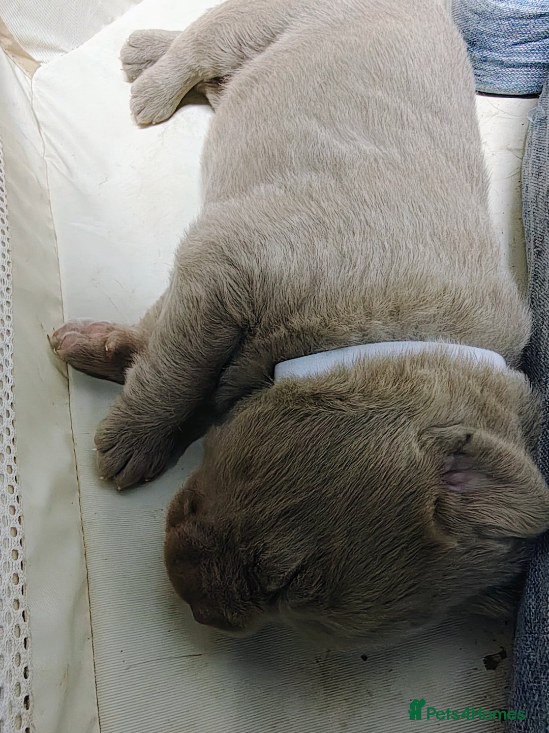 Labrador Retriever dogs for sale: Silver Labrador puppies  - Advert 16