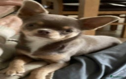 Chihuahua dogs for sale: Chihuahua Lilac & Tan Boy. - Image 3