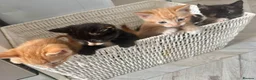 Mixed Breed cats for sale: 5 beautiful kittens for sale 🖤🧡  - Advert 21