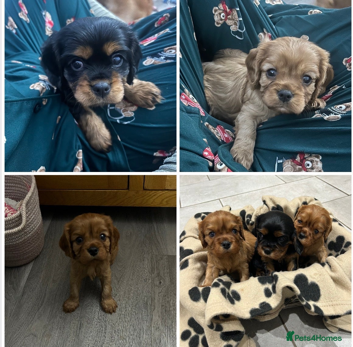 Cavalier King Charles Spaniel dogs RUBY BOY LEFT -Beautiful KC cavalier King Charles  - Advert 12