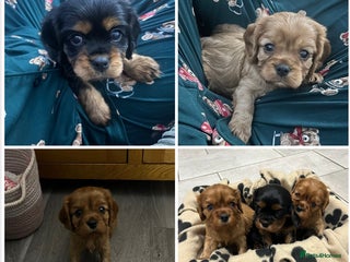 Cavalier King Charles Spaniel dogs RUBY BOY LEFT -Beautiful KC cavalier King Charles - Advert 12