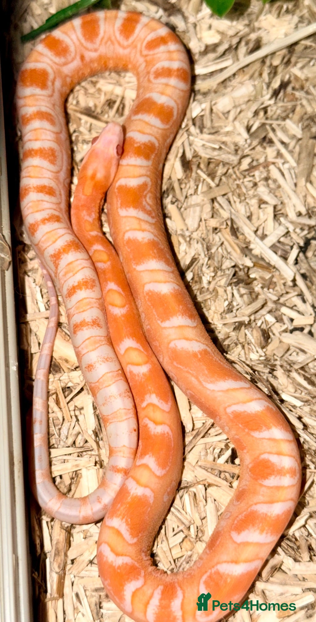 Corn Snake reptiles Amel scalesless cornsnake - Advert 1