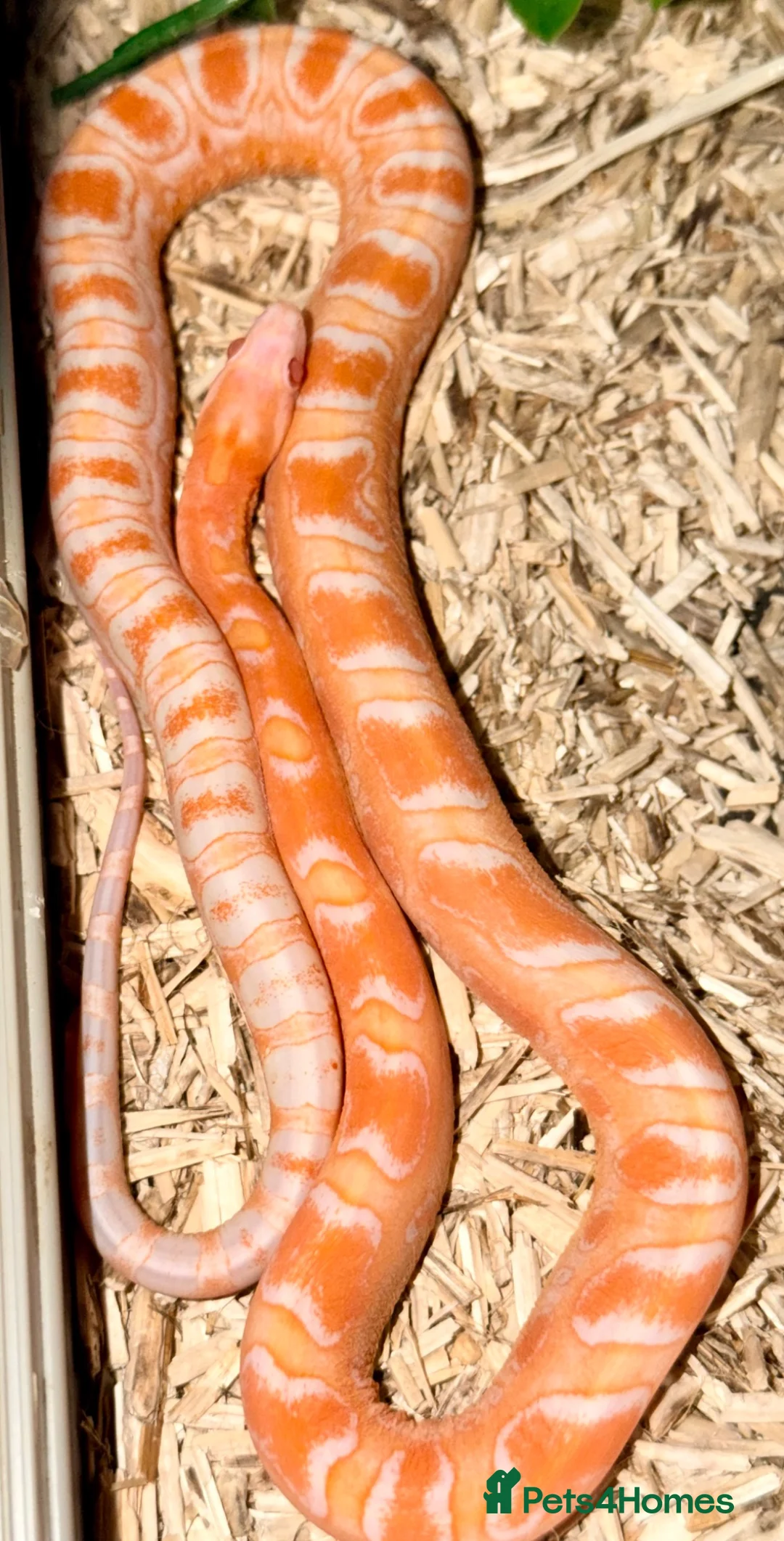 Corn Snake reptiles for sale: Amel scalesless cornsnake - Advert 1
