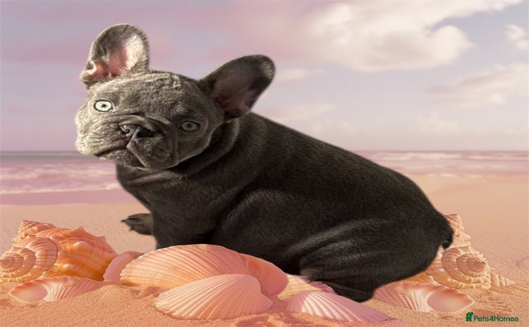 French Bulldog dogs - Advert 8
