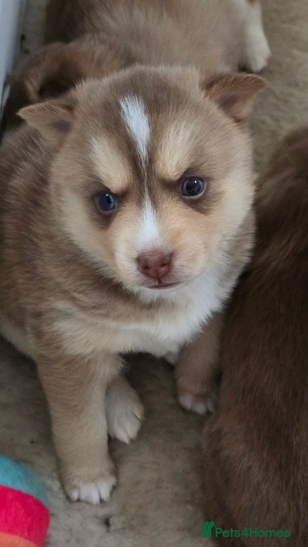 Pomsky dogs for sale: Pomsky Puppies for Sale - Advert 37