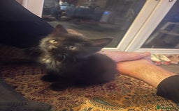 British Longhair cats for sale: British long hair/maincoon X kitten  - Image 4