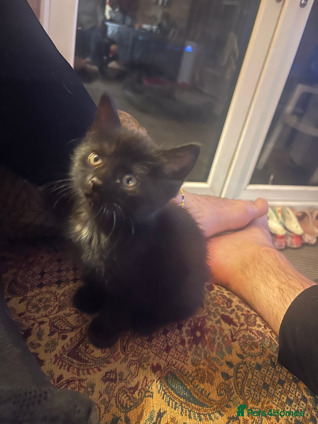 British Longhair cats for sale: British long hair/maincoon X kitten  - Image 4