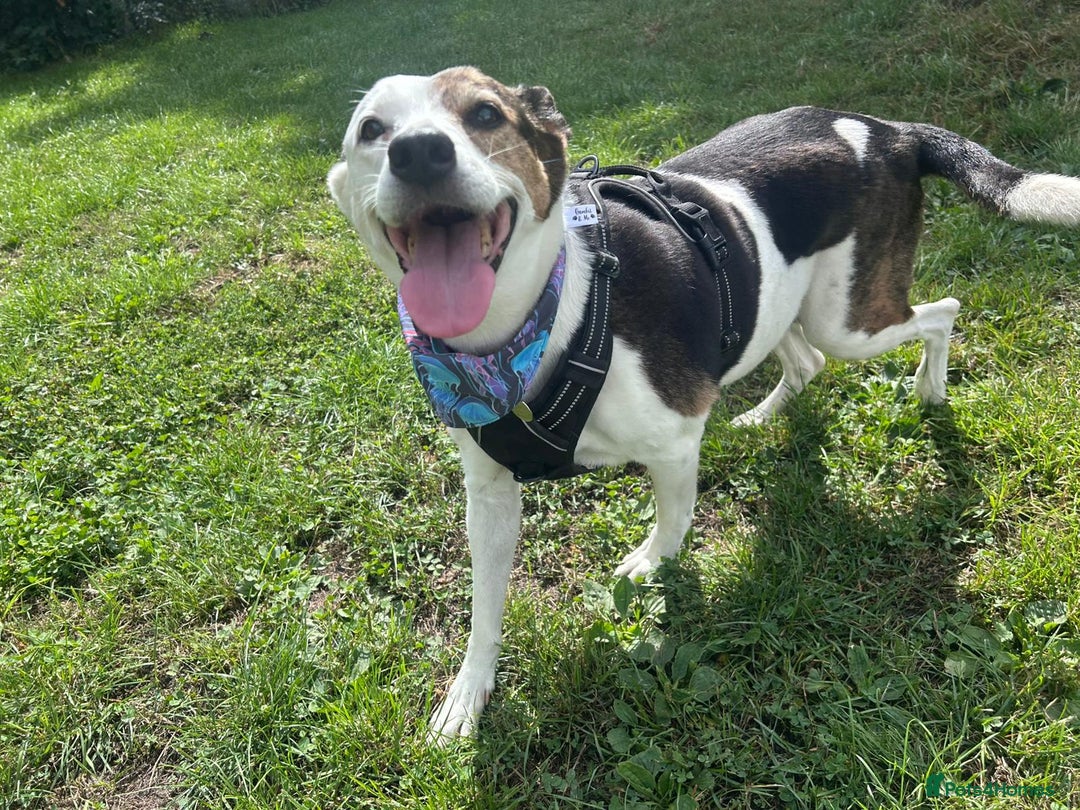 Mixed Breed dogs for adoption: Lilly - Image 3