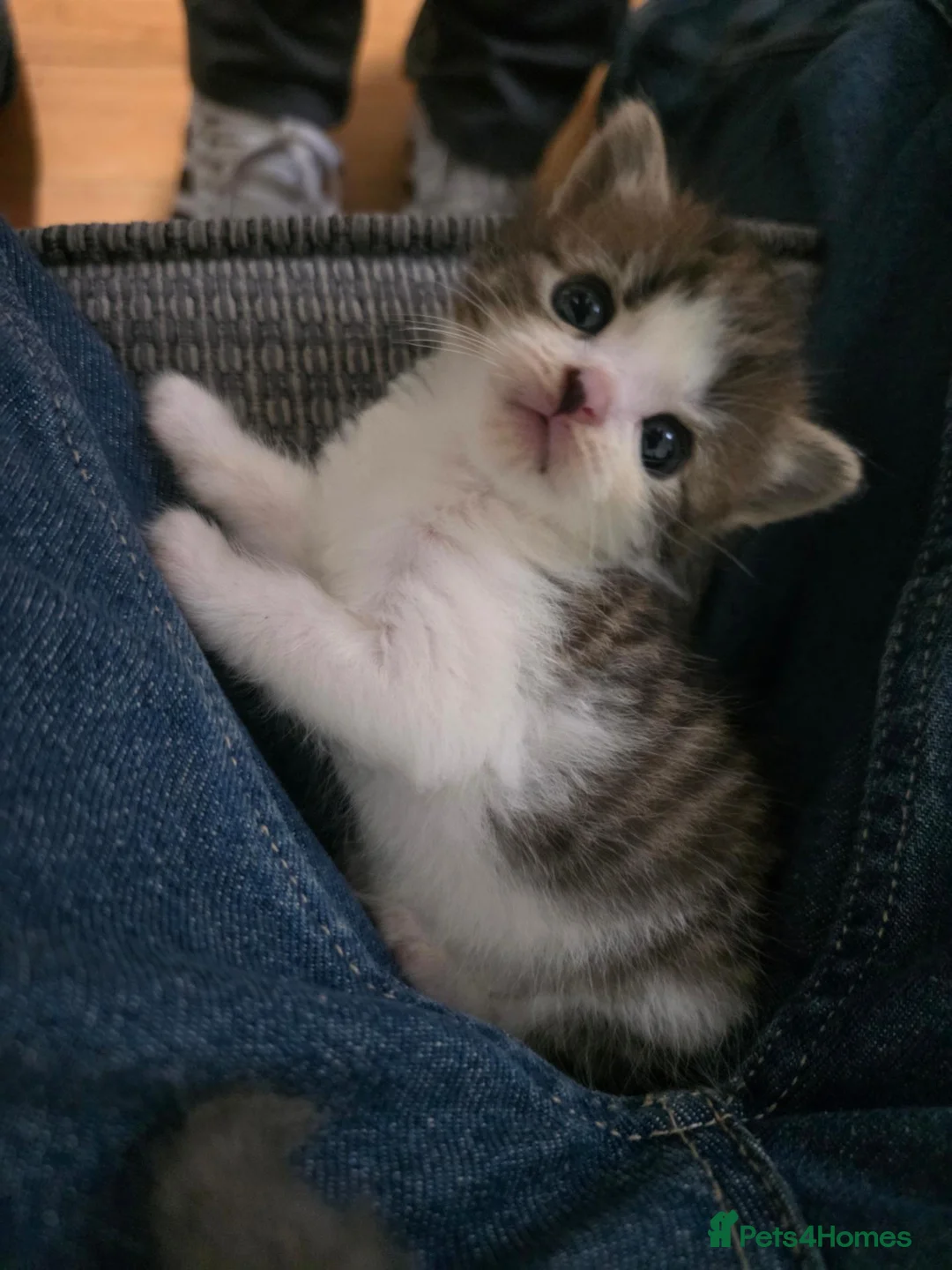 Mixed Breed cats for sale: 4 beautiful kittens in Winchester - Advert 7