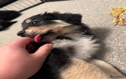 Mixed Breed dogs for sale: 🐾 Golden Retriever × Border Collie Puppies - Advert 13