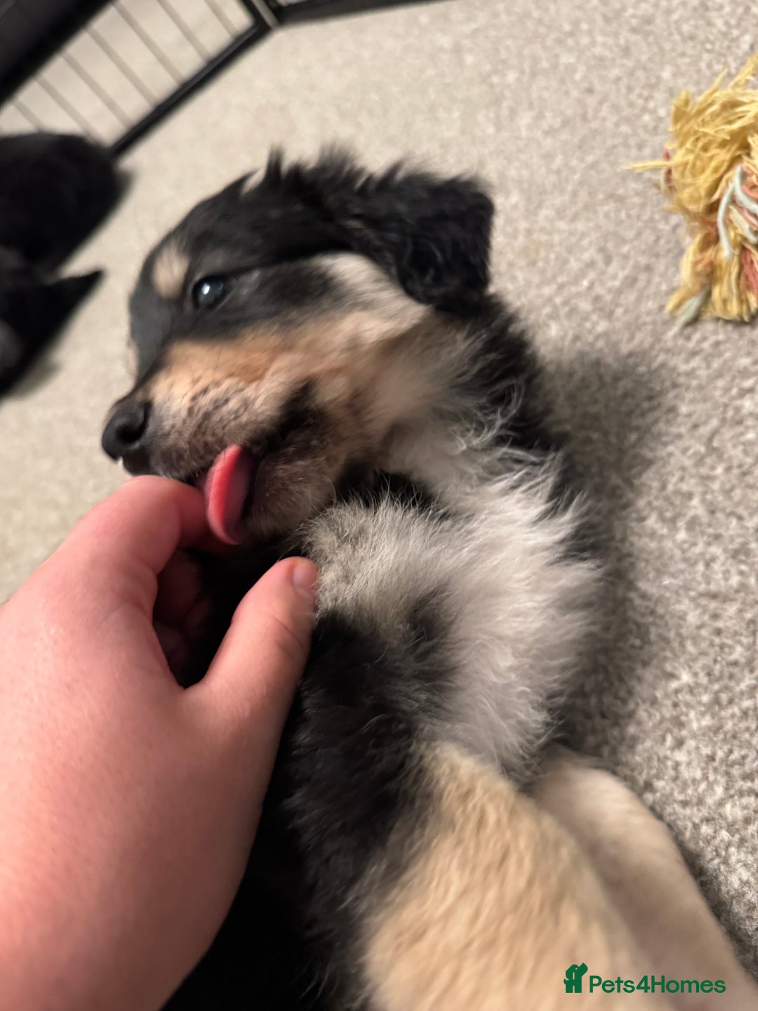 Mixed Breed dogs for sale: 🐾 Golden Retriever × Border Collie Puppies - Advert 13