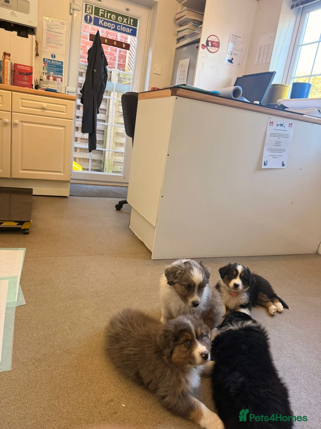 Australian Shepherd dogs for sale: Purebred Australian Shepherds - Advert 2