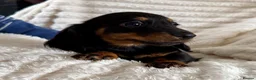 Miniature Dachshund dogs for sale: Miniature dachshund puppies  - Advert 16