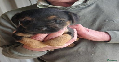 Border Terrier dogs - Advert 3