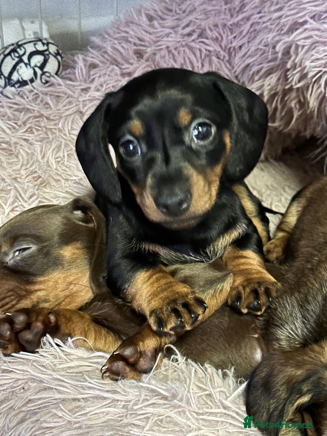 Miniature Dachshund dogs for sale: Mini dachshund  - Advert 1