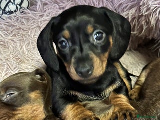 Miniature Dachshund dogs Mini dachshund - Advert 6