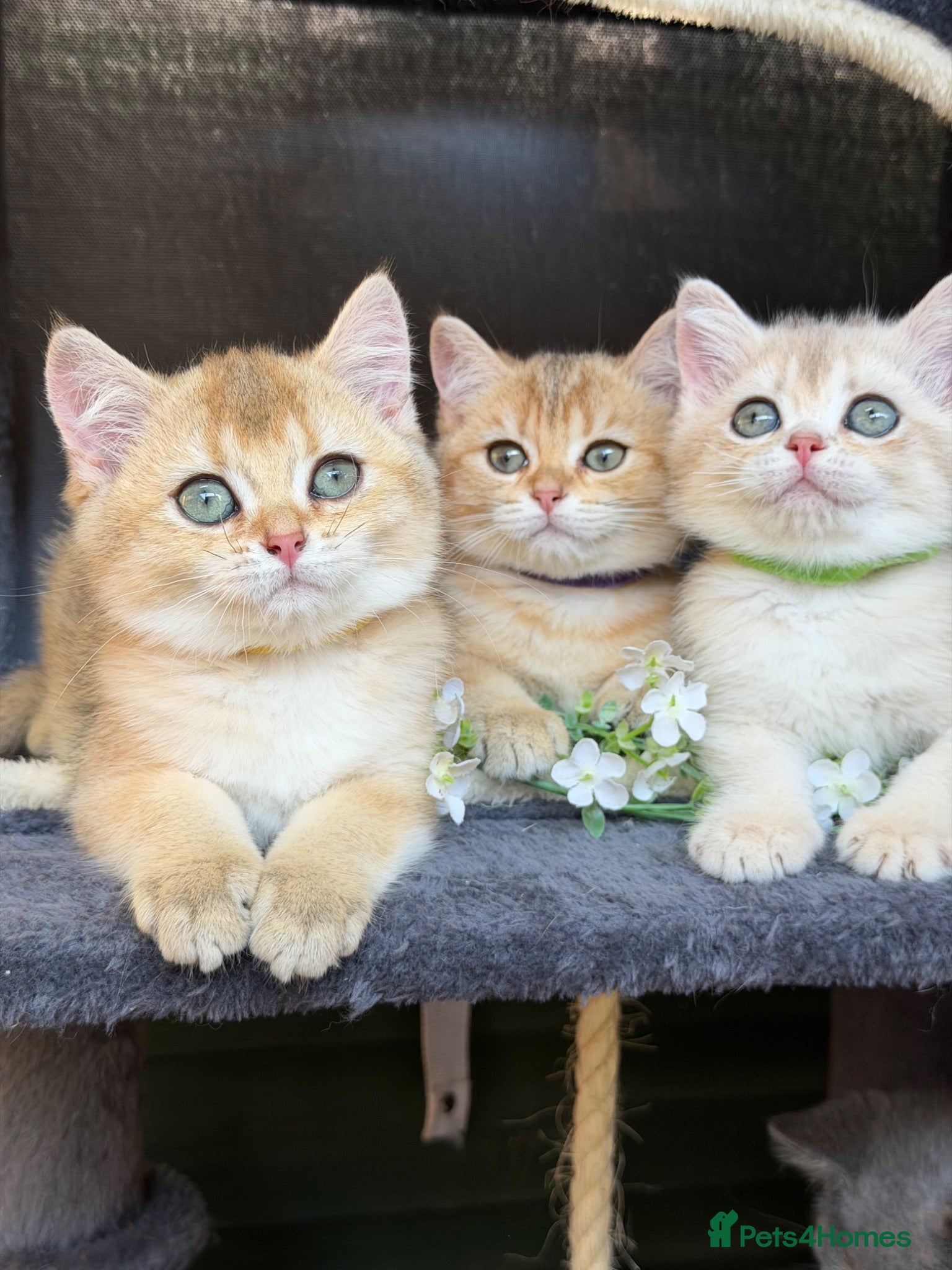 British Shorthair cats British sh blue golden kittens GCCF  - Advert 13