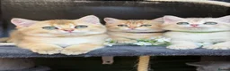 British Shorthair cats for sale: British sh blue golden kittens GCCF  - Advert 1