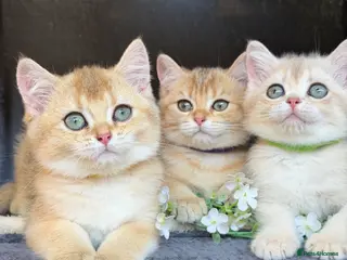 British Shorthair cats British sh blue golden kittens GCCF - Advert 4