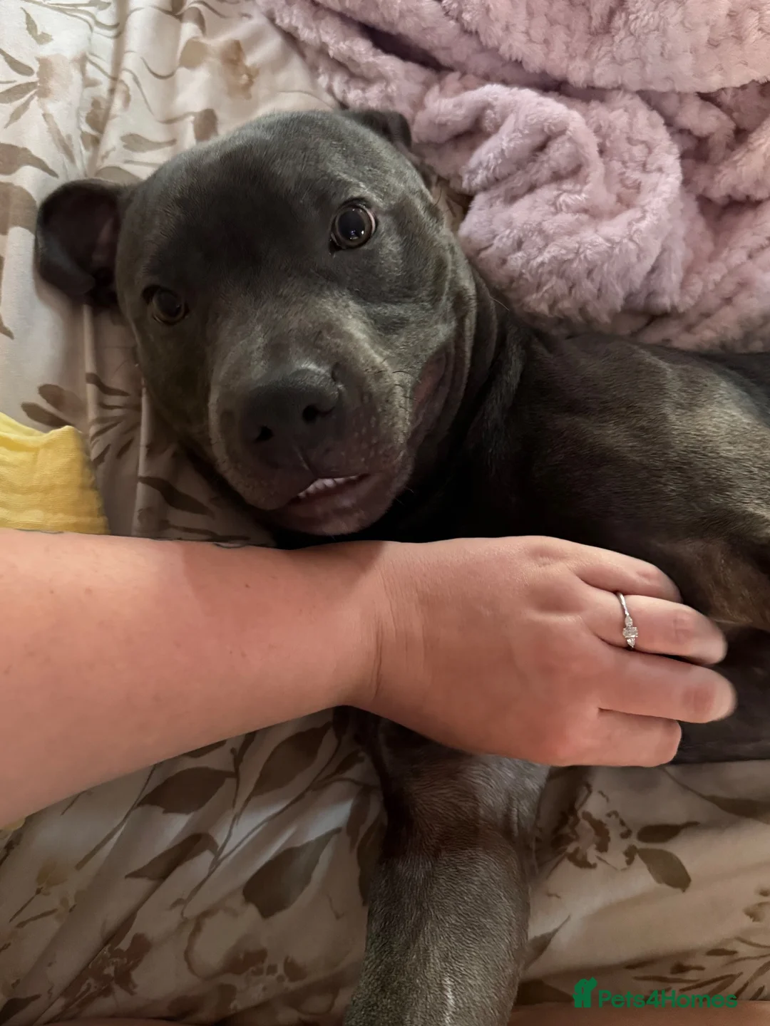 Staffordshire Bull Terrier dogs for sale: Blue Staffy - 7 months old in Bury Saint Edmunds - Advert 1