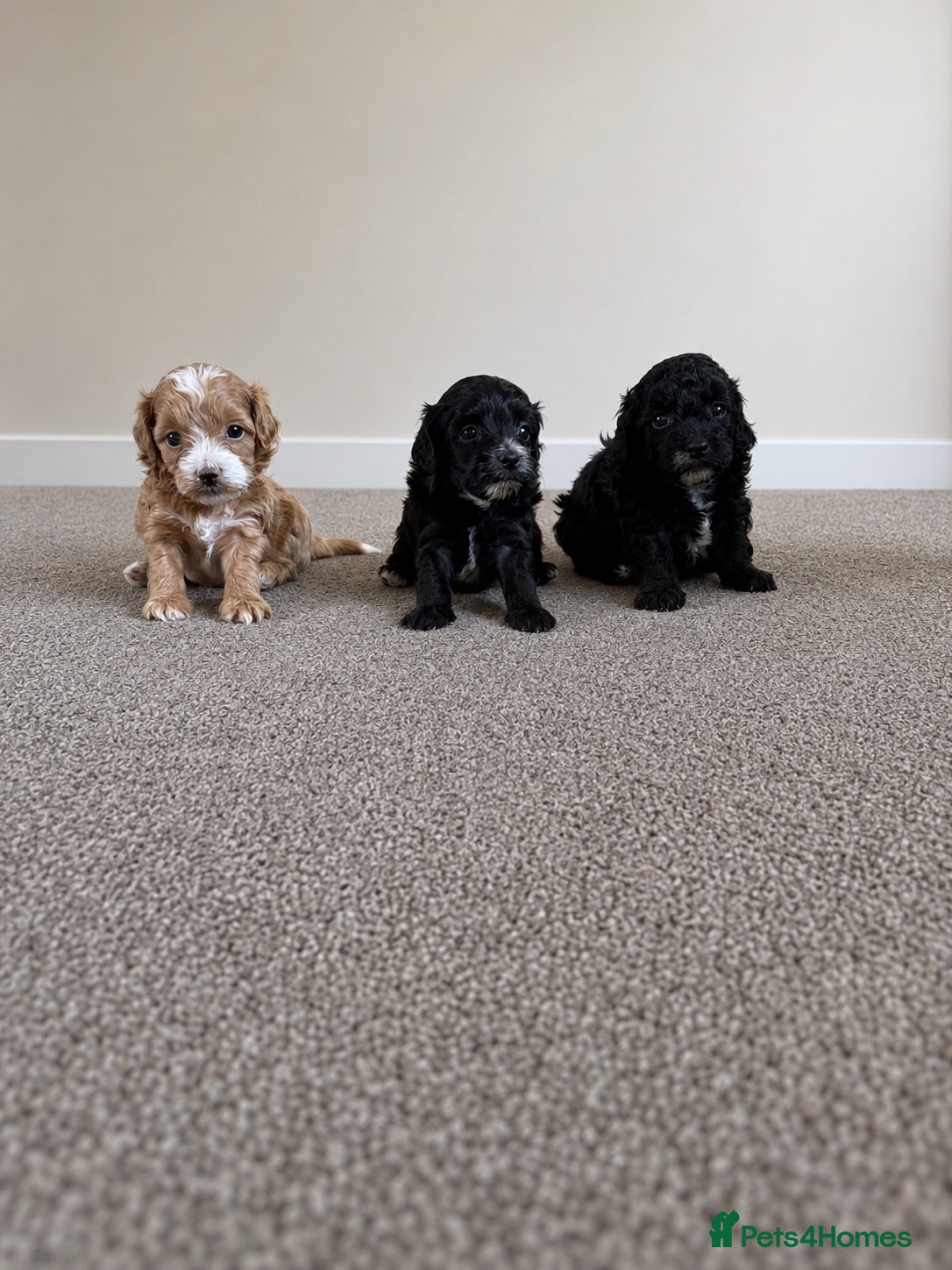 Maltipoo dogs Maltipoo puppies  - Advert 6