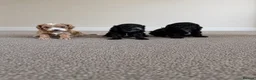 Maltipoo dogs for sale: ADORABLE TINY TOY MALTIPOOS  🐶  - Advert 13