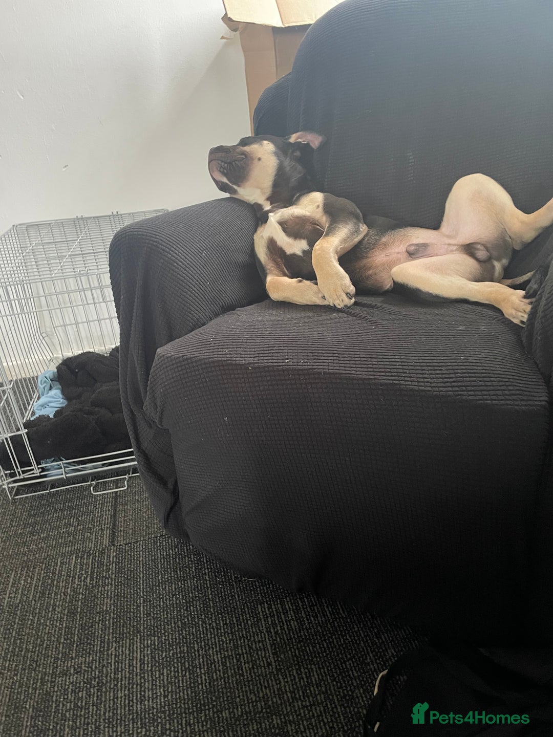 American Bully dogs for sale: 9 month American bully - Image 1