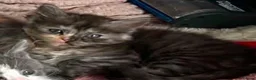 Maine Coon cats for sale: Maine on kittens in Middlewich - Advert 8