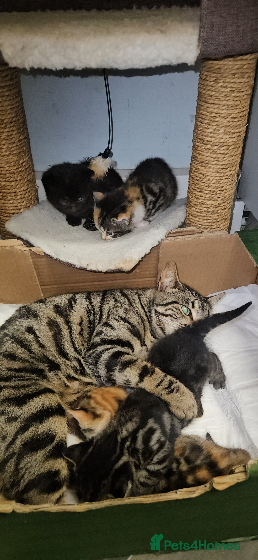 Gallery Image {{count}}