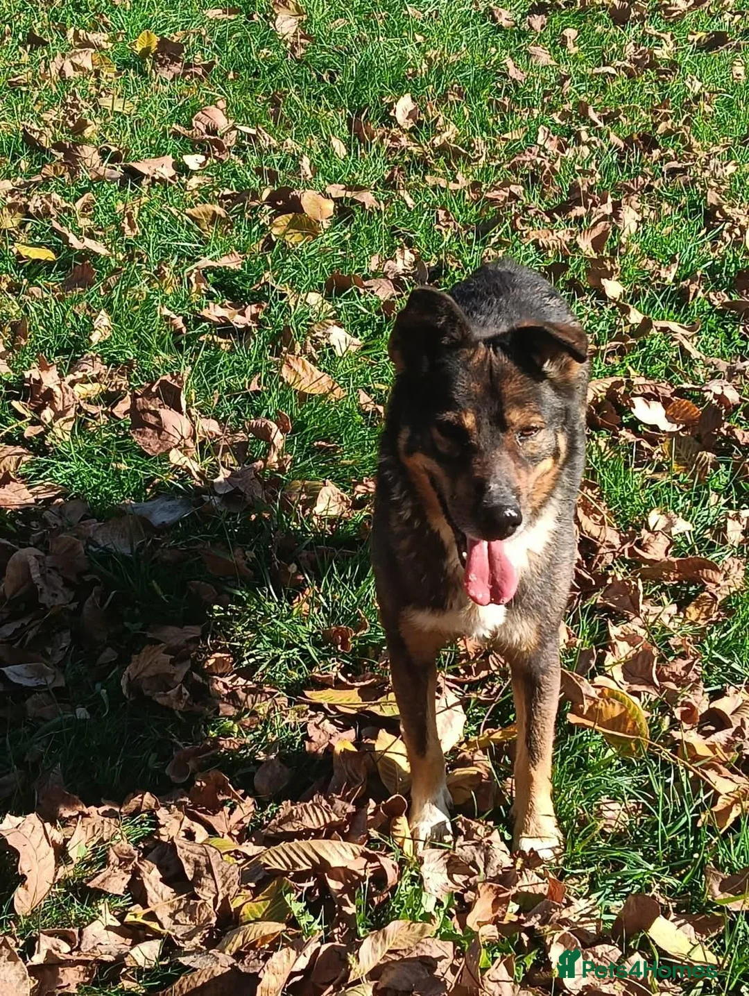 Mixed Breed dogs for adoption: Toshko, approx 10 yrs. Available for adoption. - Advert 10