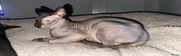 Sphynx cats for stud: Gorgeous Proven Sphynx For Stud - Advert 2