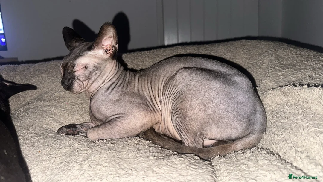 Sphynx cats for stud: Gorgeous Proven Sphynx For Stud - Advert 2