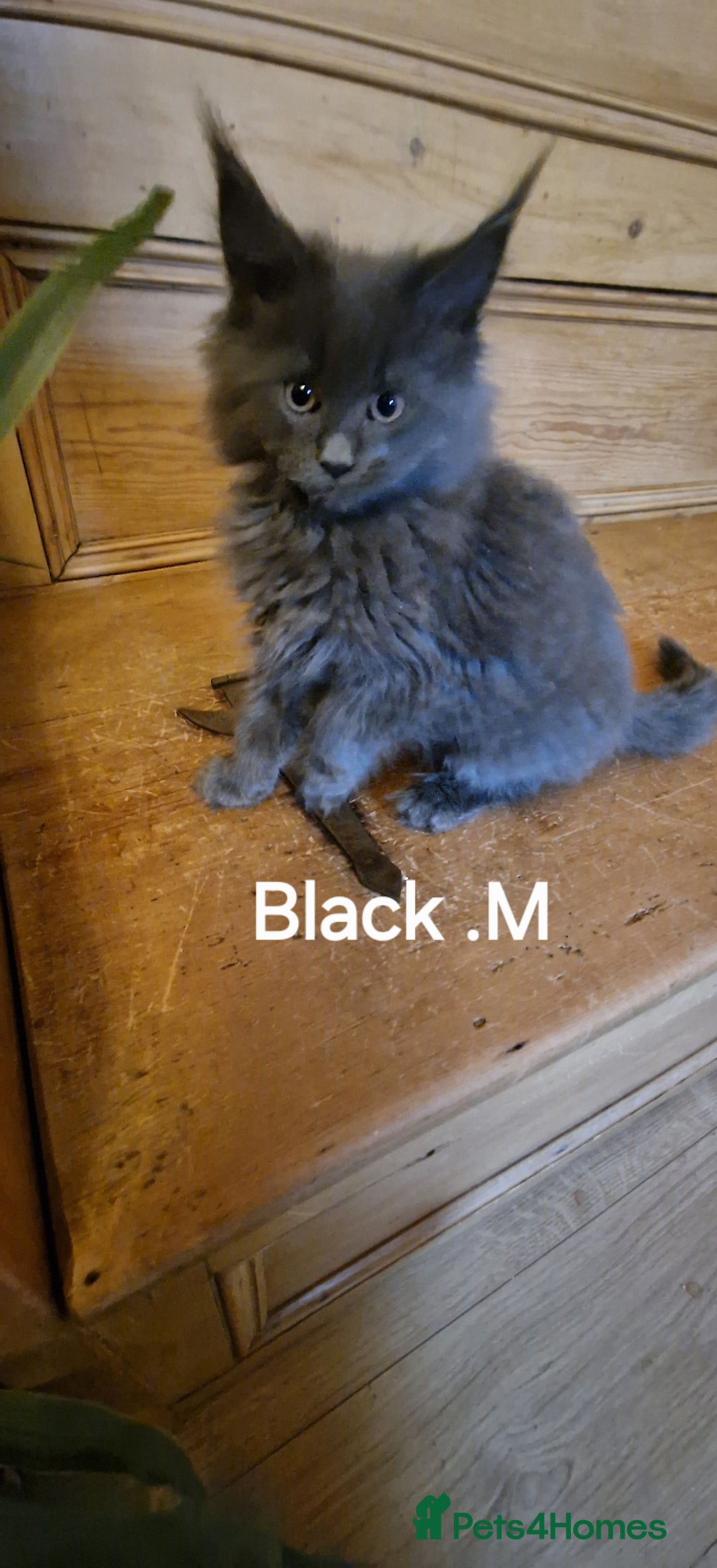 Maine Coon cats for sale: Maine coon kittens  - Advert 8