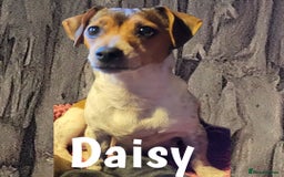 Jack Russell dogs for sale: minature jack russell puppies - Image 11