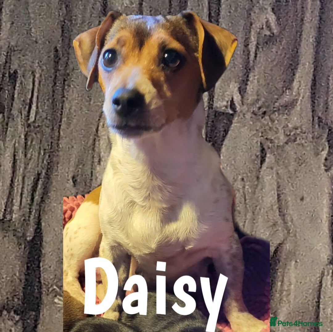 Jack Russell dogs for sale: minature jack russell puppies - Image 11