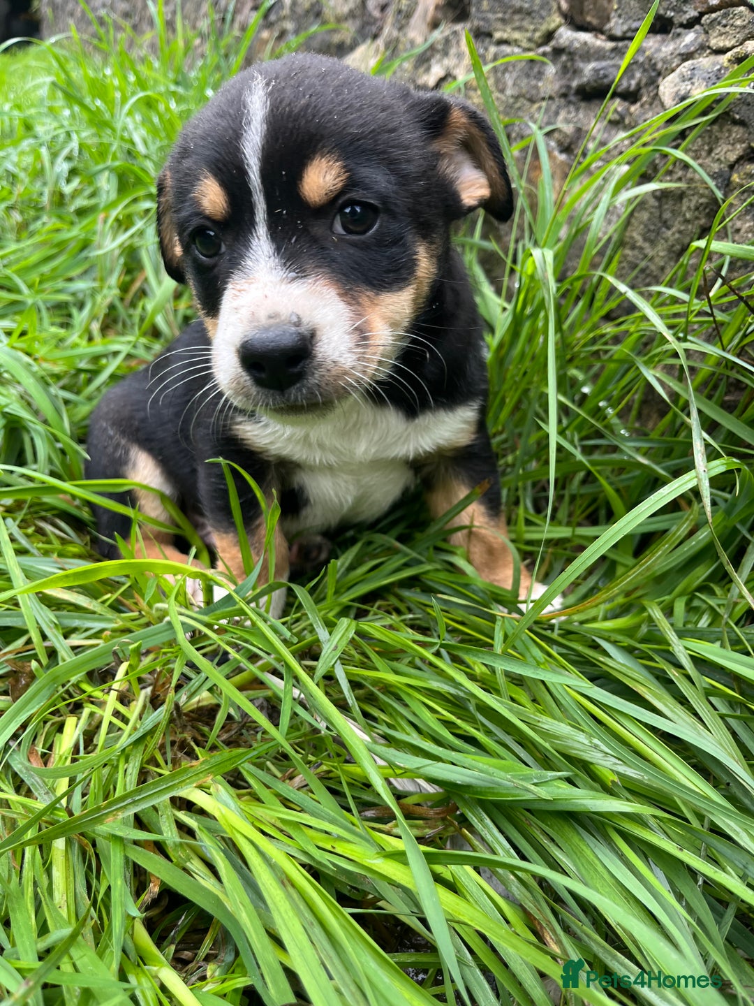 Mixed Breed dogs for sale: Puppies for sale  - Image 3