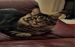 Maine Coon cats for sale: Lintons Pride Maine Coon Kittens. Ready Now - Image 18