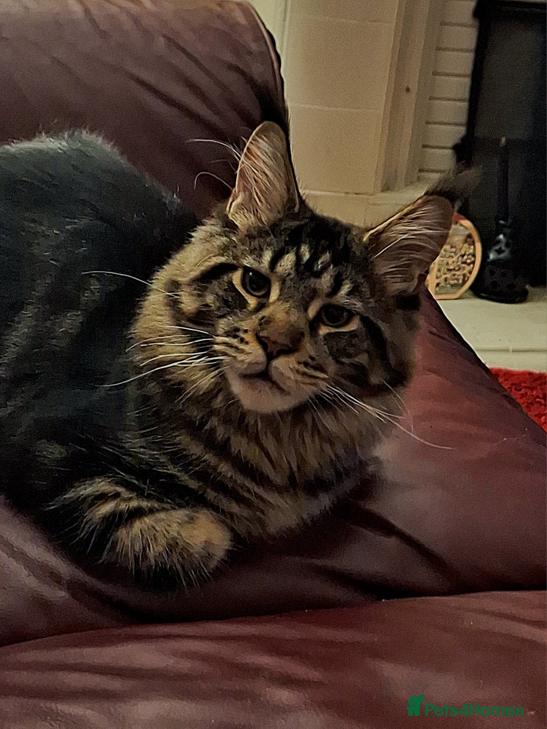 Maine Coon cats for sale: Lintons Pride Maine Coon Kittens. Ready Now - Image 18