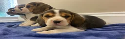 Beagle dogs for sale: Chunky friendly beagles  - Advert 23