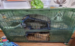 Degus rodents for sale: A pair of degus and cage looking for a new home - Image 6