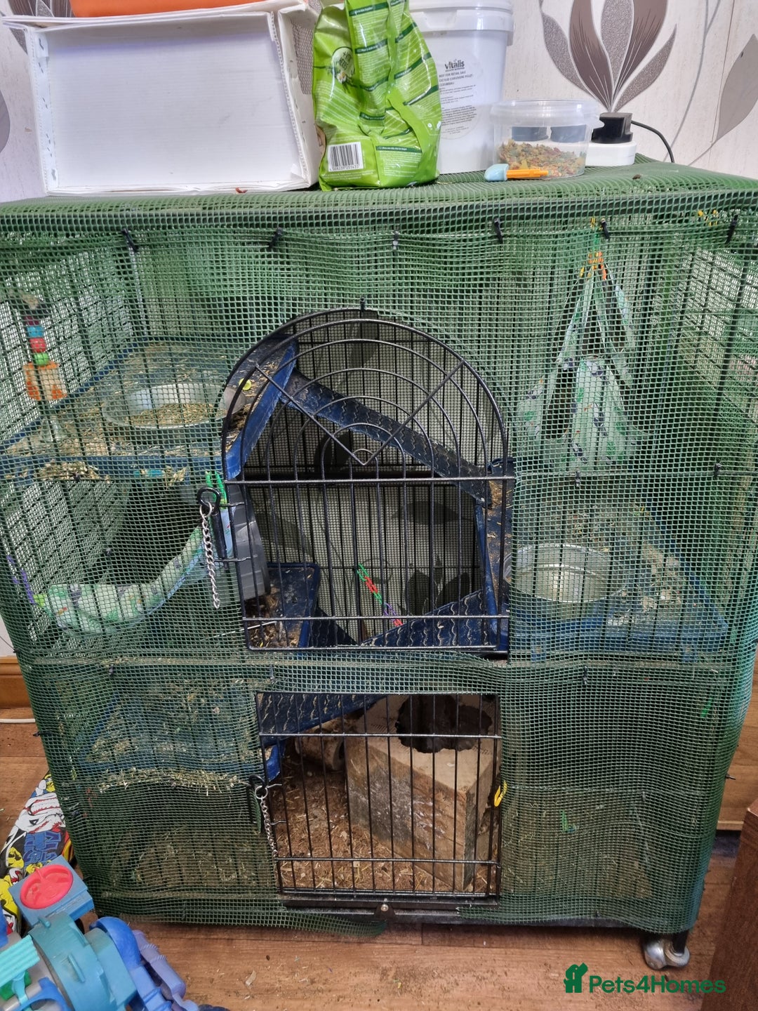 Degus rodents for sale: A pair of degus and cage looking for a new home - Image 6