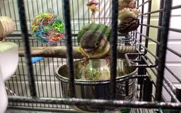Conures birds for sale: Reggie the Conure - Image 12