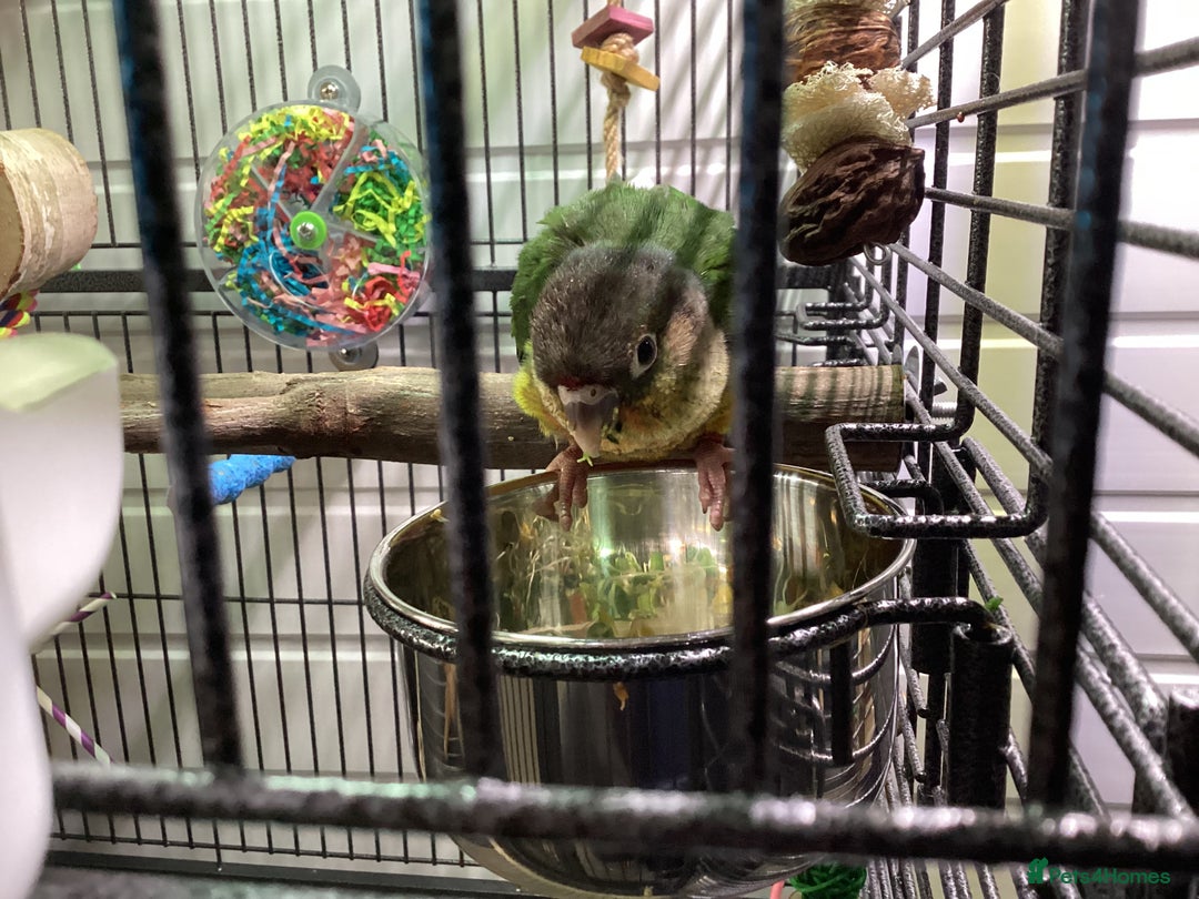 Conures birds for sale: Reggie the Conure - Image 12
