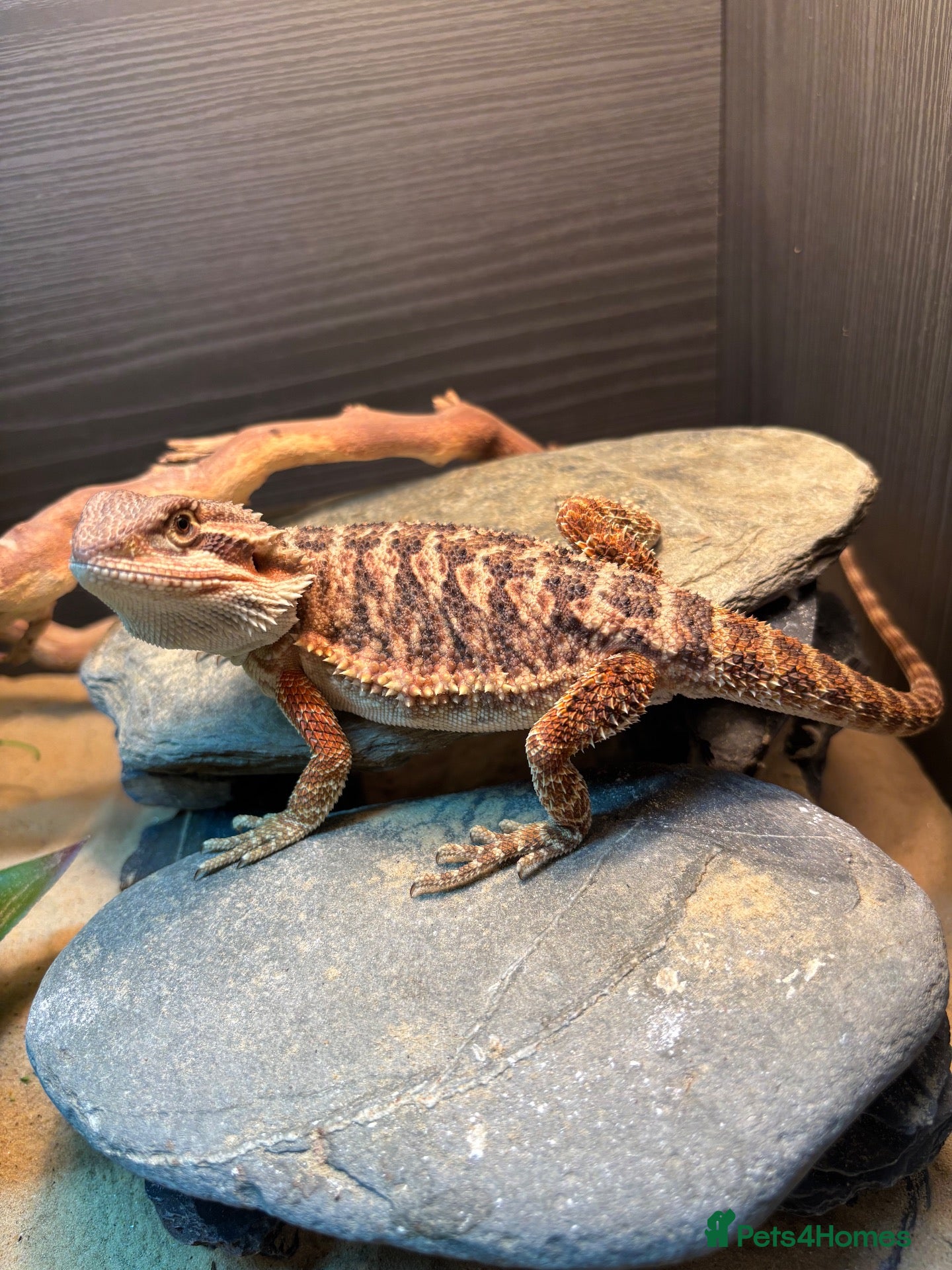 Bearded Dragon reptiles Bearded Dragon and set up  - Advert 5